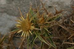 Carlina graeca