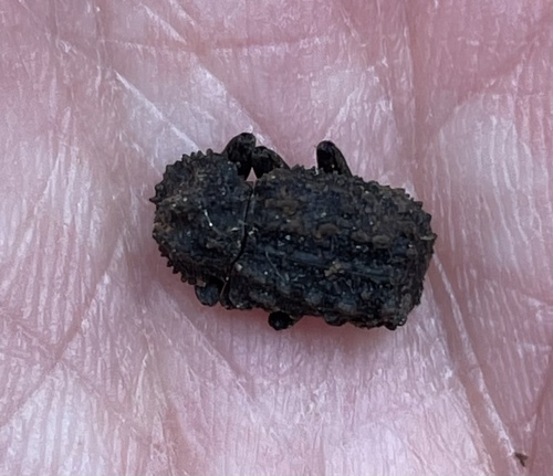 Forked Fungus Beetle photo 4