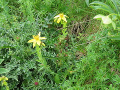 Hypericum richeri burseri