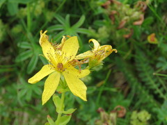 Hypericum richeri burseri