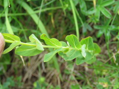 Hypericum richeri burseri