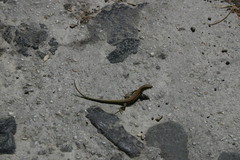 Podarcis erhardii