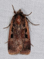 Parabagrotis exsertistigma