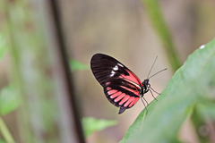 Heliconius doris