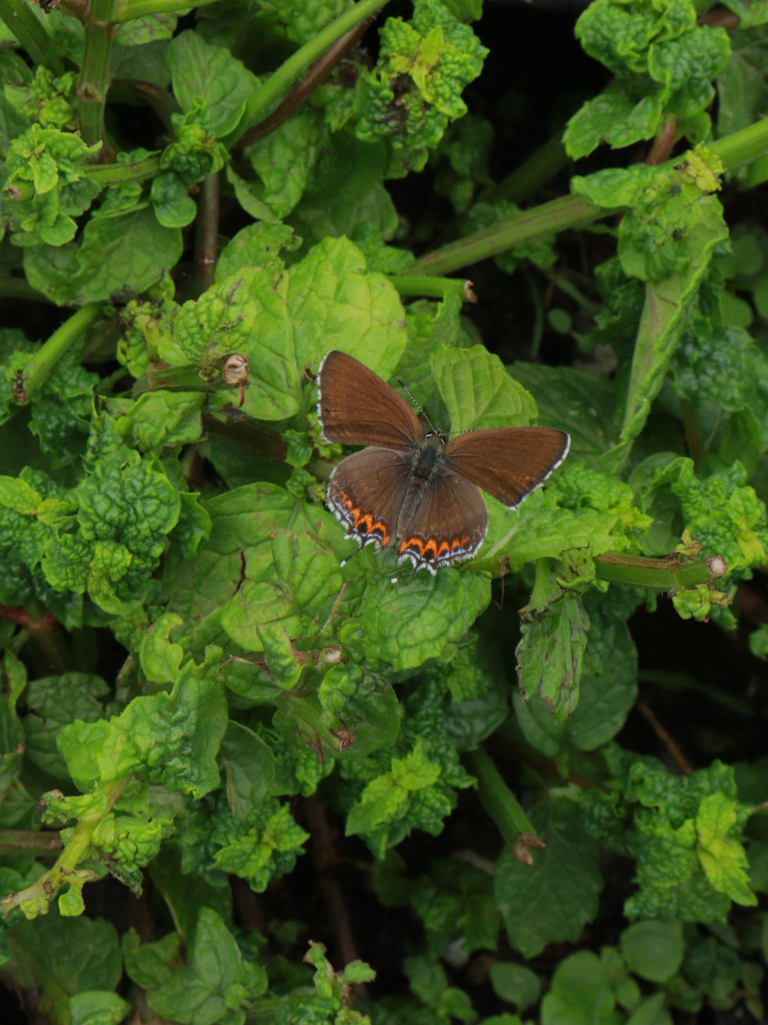Sorrel Sapphire
