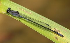Enallagma cardenium