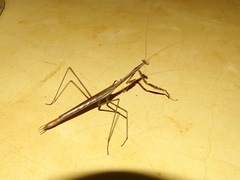 Phasmomantis sumichrasti