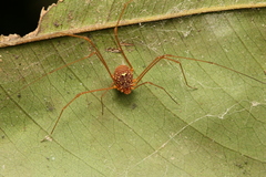 Cynorta conspersa