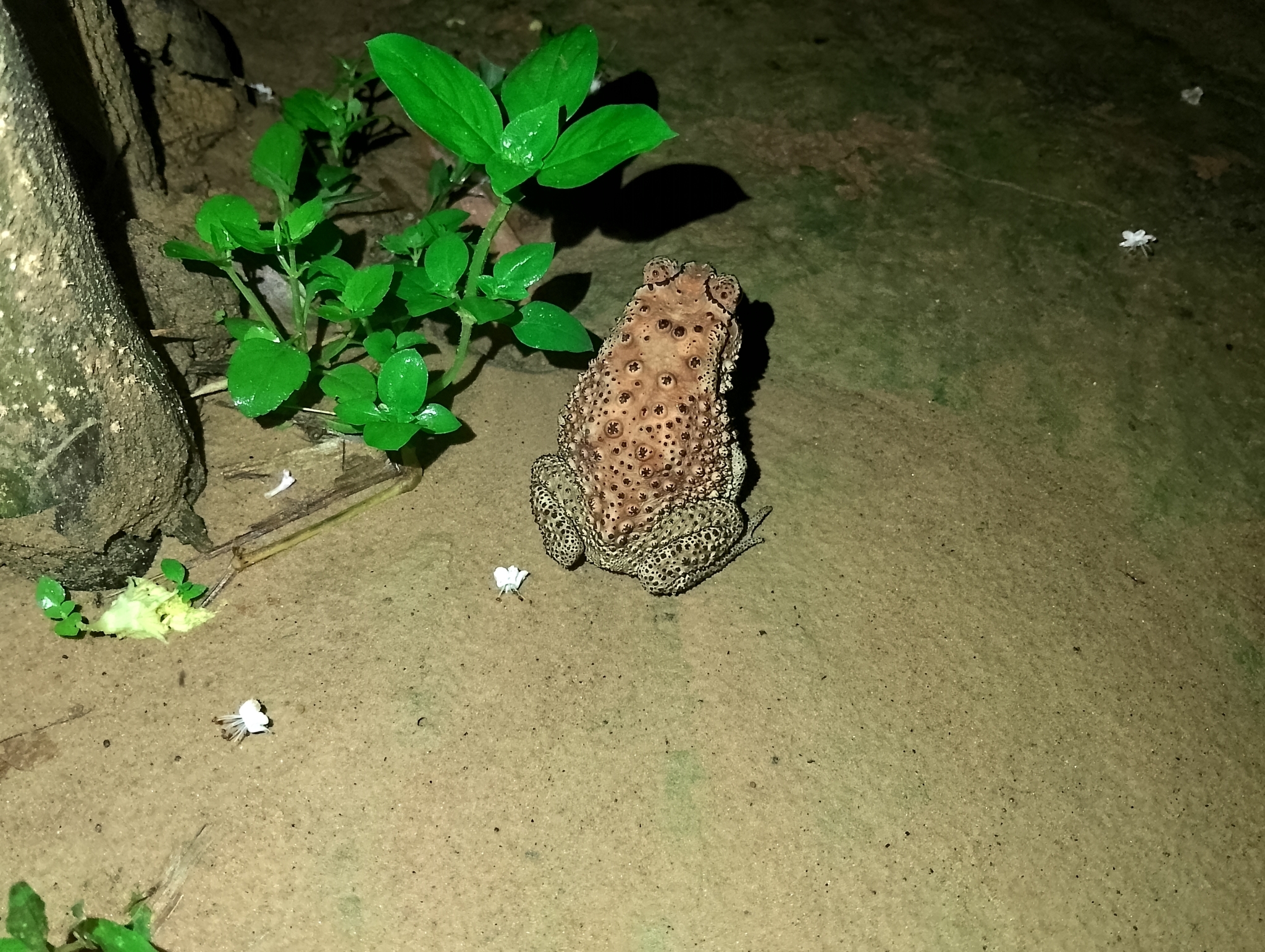 Indian Common True Toad