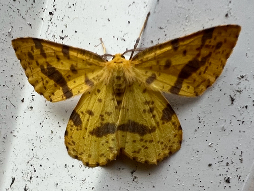 False Crocus Geometer Moth