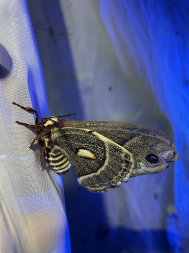 Columbia Silk Moth photo 5
