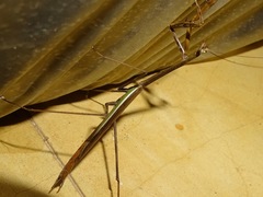 Phasmomantis sumichrasti