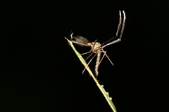 Psorophora