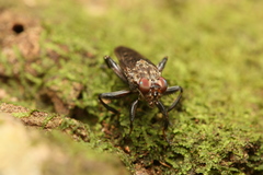 Ropalomeridae