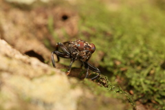 Ropalomeridae