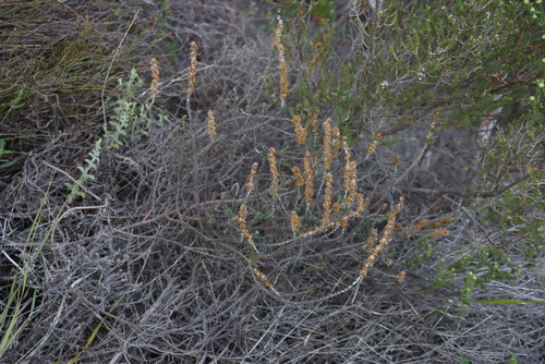 Karoo Snakebush (Seriphium cinereum)