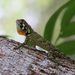 Blue-Lipped Tree Lizard - Photo (c) César Favacho, some rights reserved (CC BY-NC), uploaded by César Favacho