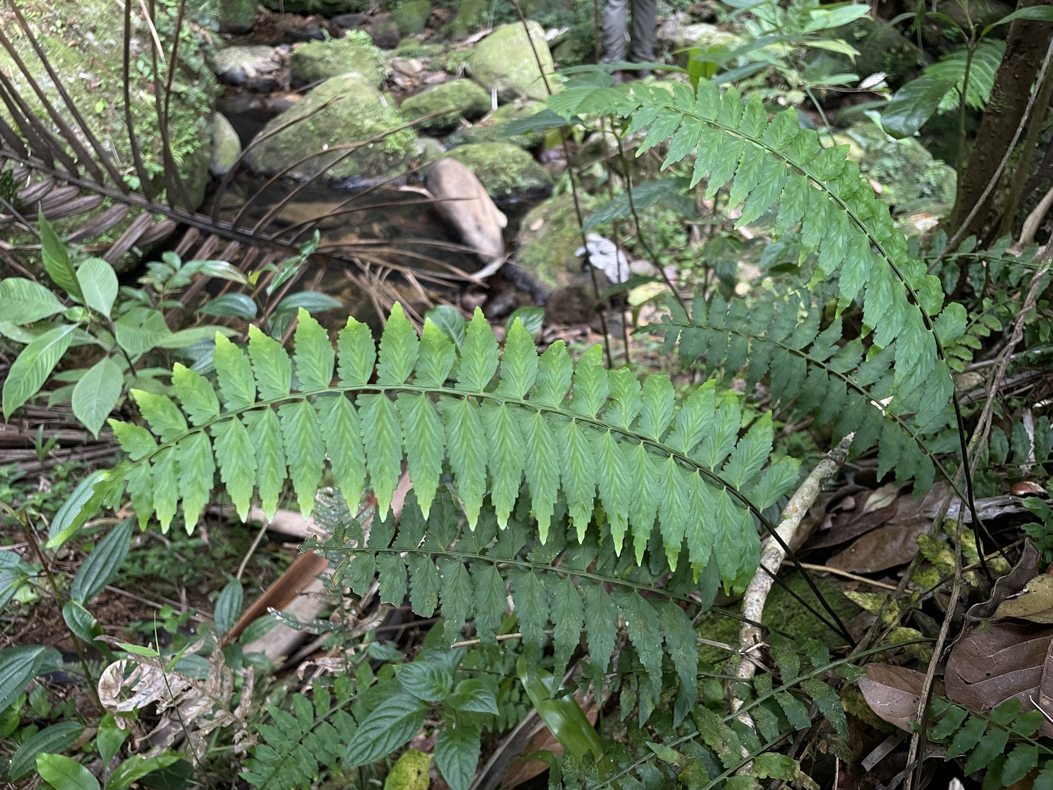 Asplenium auriculatum