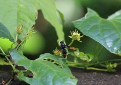 Rhynchium haemorrhoidale