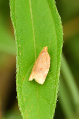 Clepsis metalleta
