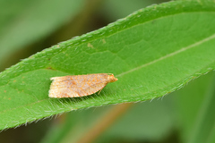 Clepsis metalleta