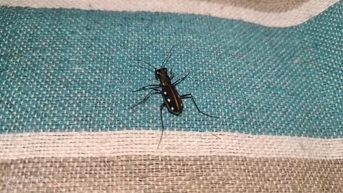 Cicindela sexpunctata