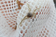 Amphipholis squamata