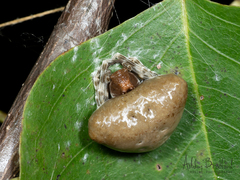 Mastophora phrynosoma