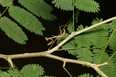 Stagmatoptera binotata