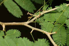 Stagmatoptera binotata