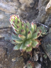 Pitton's Houseleek (Sempervivum pittonii)