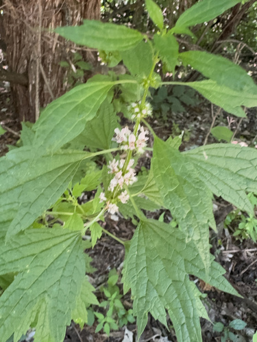 common motherwort