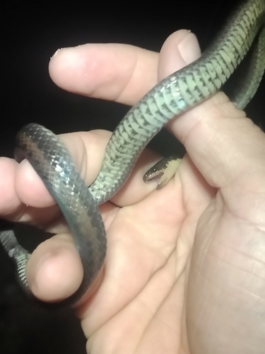 Bignose Ground Snake