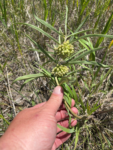 green comet milkweed