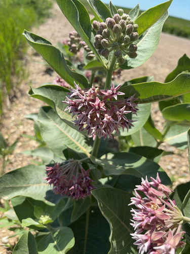 showy milkweed