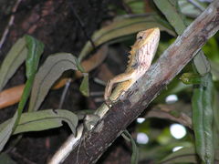 Calotes versicolor
