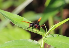 Rhynchium haemorrhoidale