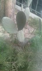 Opuntia