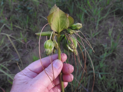 Polynesian Arrowroot