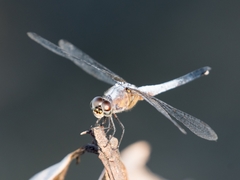 Brachydiplax chalybea