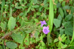 Ruellia hookeriana