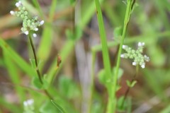 Mitreola