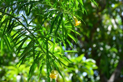 Yellow oleander (Cascabela thevetia)