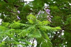 Jacaranda acutifolia