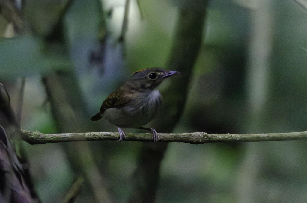 Cinnamon-Crested Spadebill