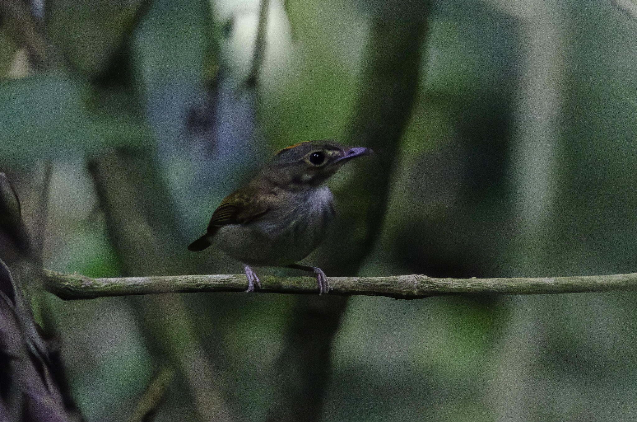 Cinnamon-crested Spadebill illustration