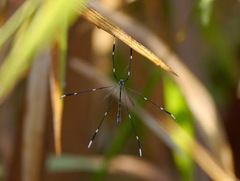 Bittacomorpha clavipes