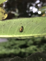 Harmonia axyridis