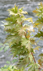 Acer saccharinum