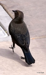 Euphagus cyanocephalus